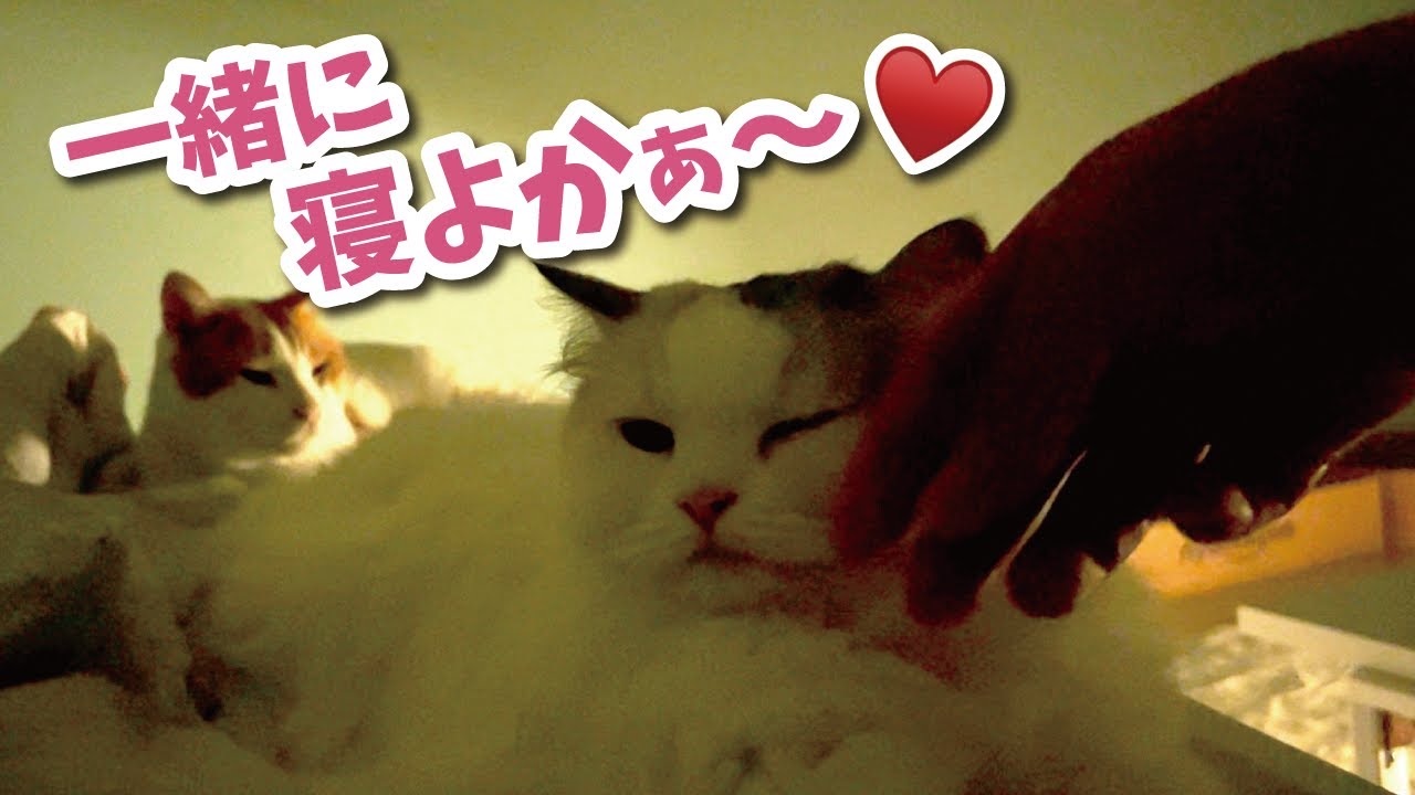 ご主人が大好きすぎて一緒に寝たくてたまらないつくしがこちら（多分）【関西弁でしゃべる猫】