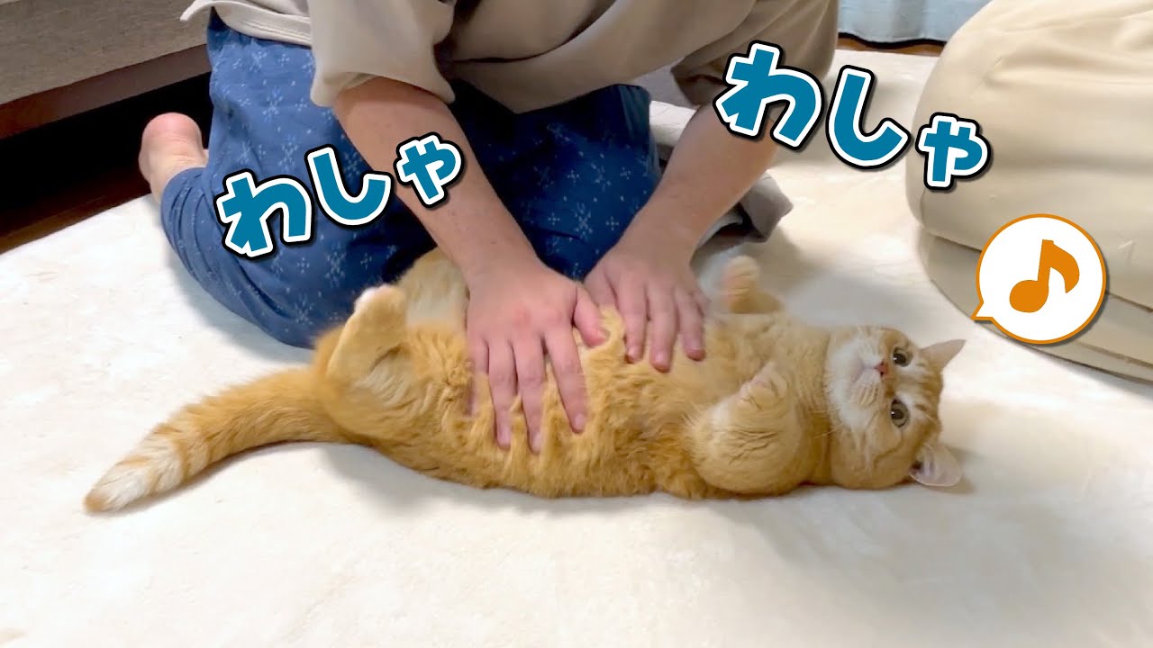 パパと遊ぶのが楽しくて無限ループにハマる猫たちが可愛いw