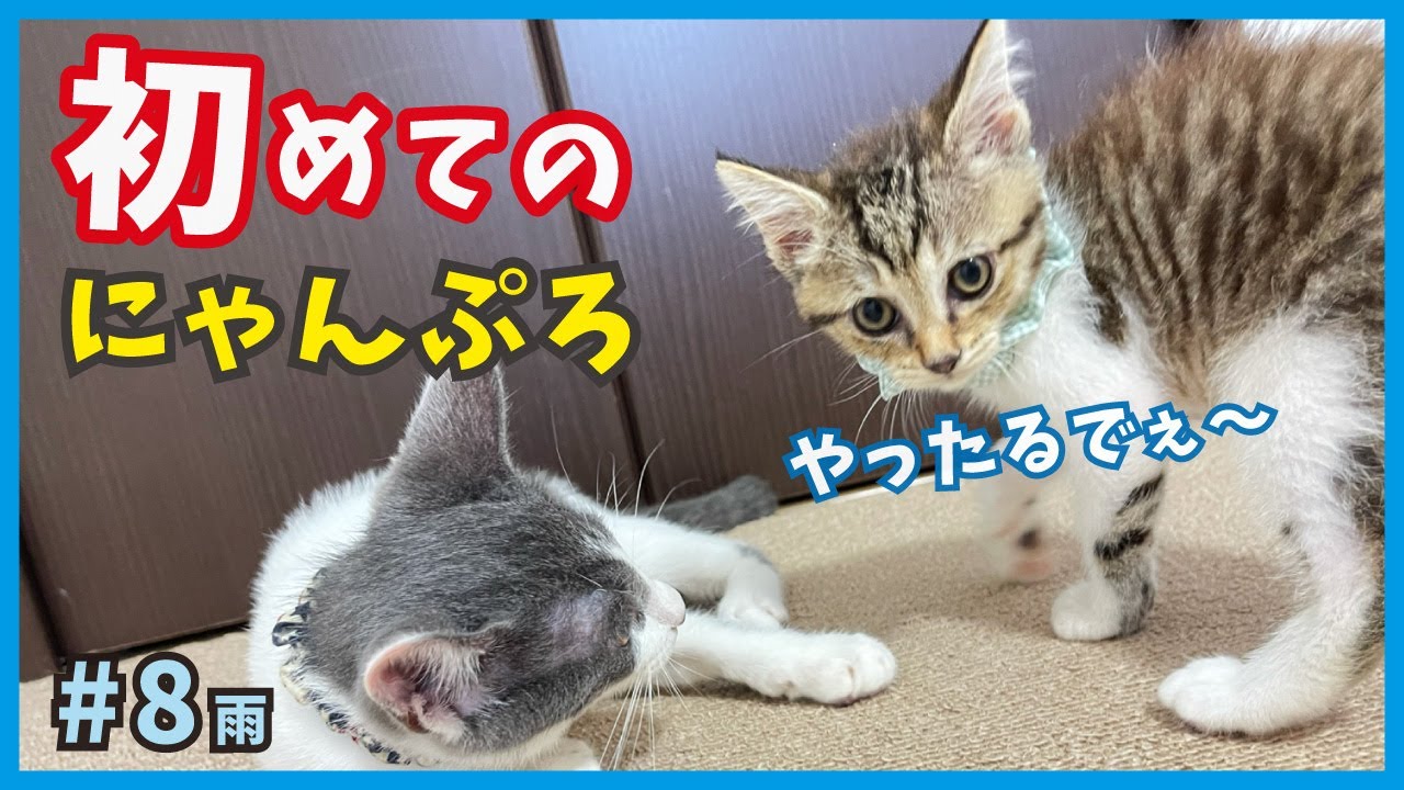 【保護 猫風邪】初めてのニャンプロ！保護したずぶ濡れ子猫はマジ陽キャ？【大雨大猫風邪そして子猫・雨8】/ I rescued a kitten who caught a cold