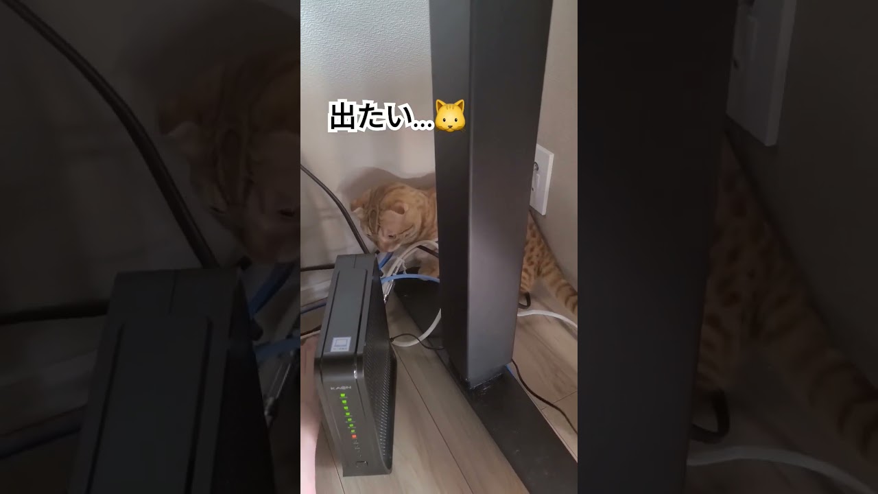 机の奥に挟まってしまった猫【コモドンの観察日記】#キンカロー #猫 #cat