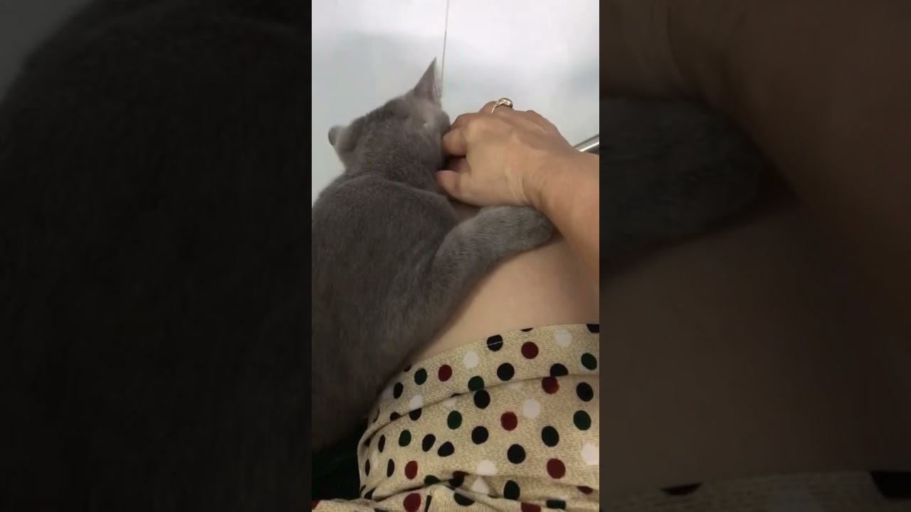 The cat loves its owner, so cute #tvtuyetanh #puppycutefun