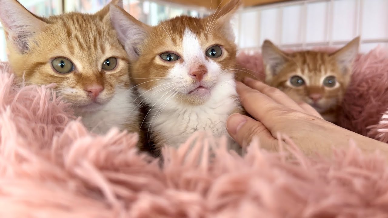 シャーシャー保護子猫に嬉しい変化が！【花晴れ兄妹#5】Threatening kittens change.
