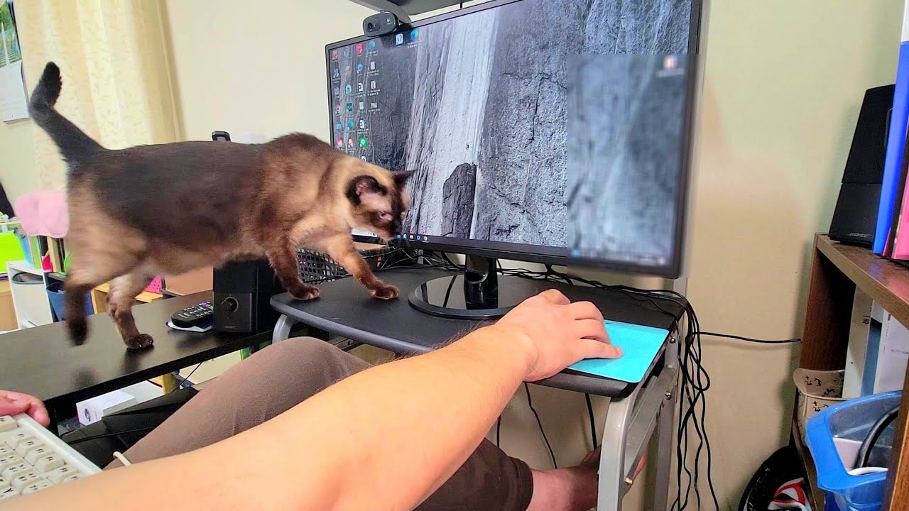 外で三毛猫と触れ合った時にこのようになった愛猫シャム猫🖱