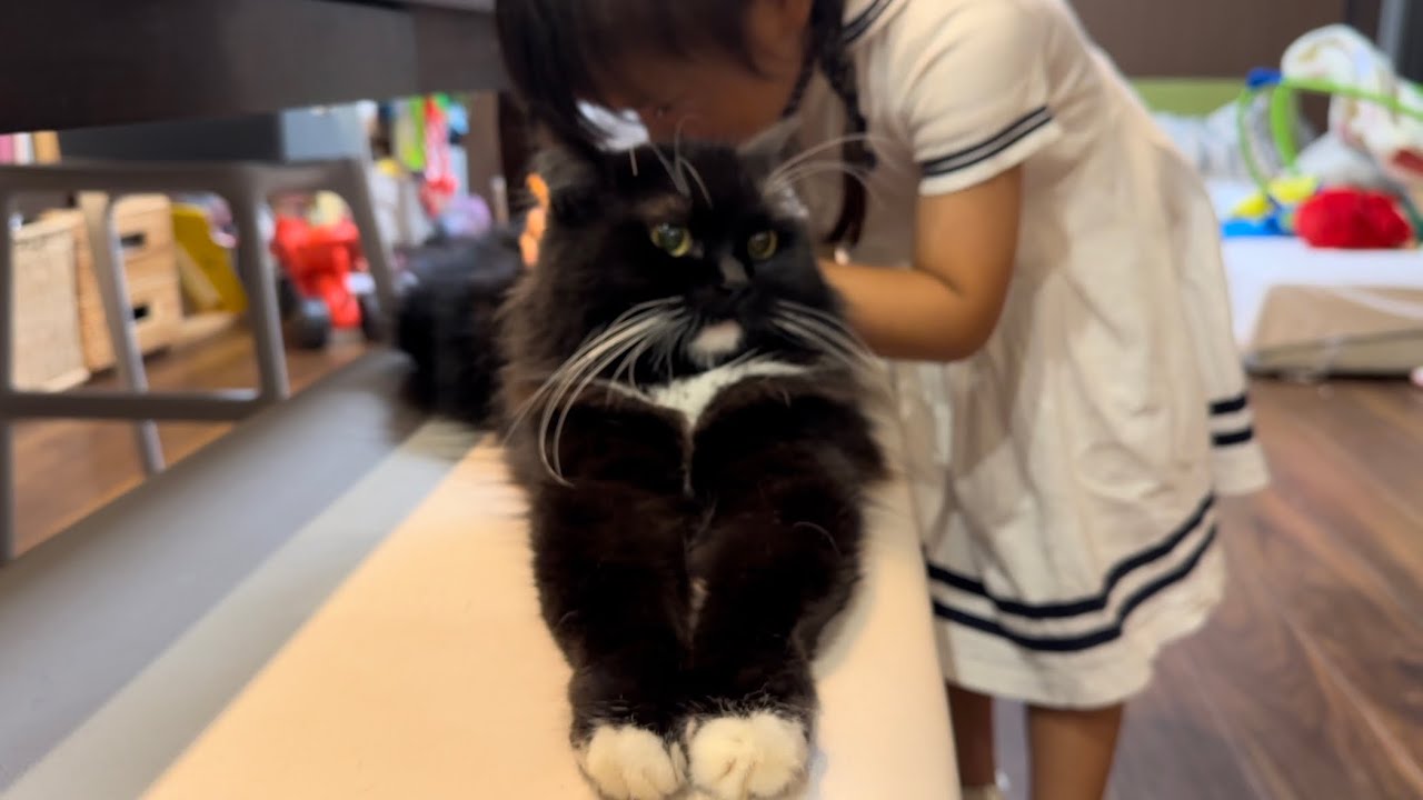 荷造りにソワソワする猫　ノルウェージャンフォレストキャット　ラガマフィンA cat that doesn't settle for packing.