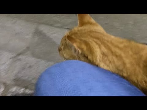 【伏見稲荷】必死に体をよじ登る茶トラ猫のチャコ　A brown cat climbing its body