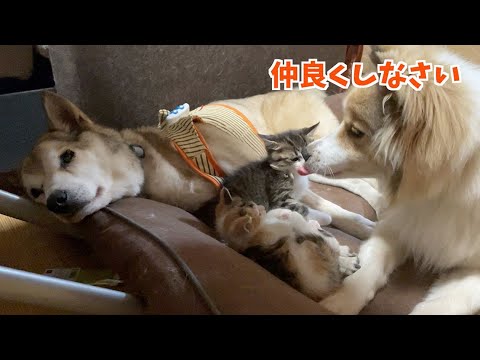 【母猫に捨てられた姉妹猫】喧嘩ばかりする子猫の仲を取り持つ先住犬のお陰で仲良くなりました🐱🐱