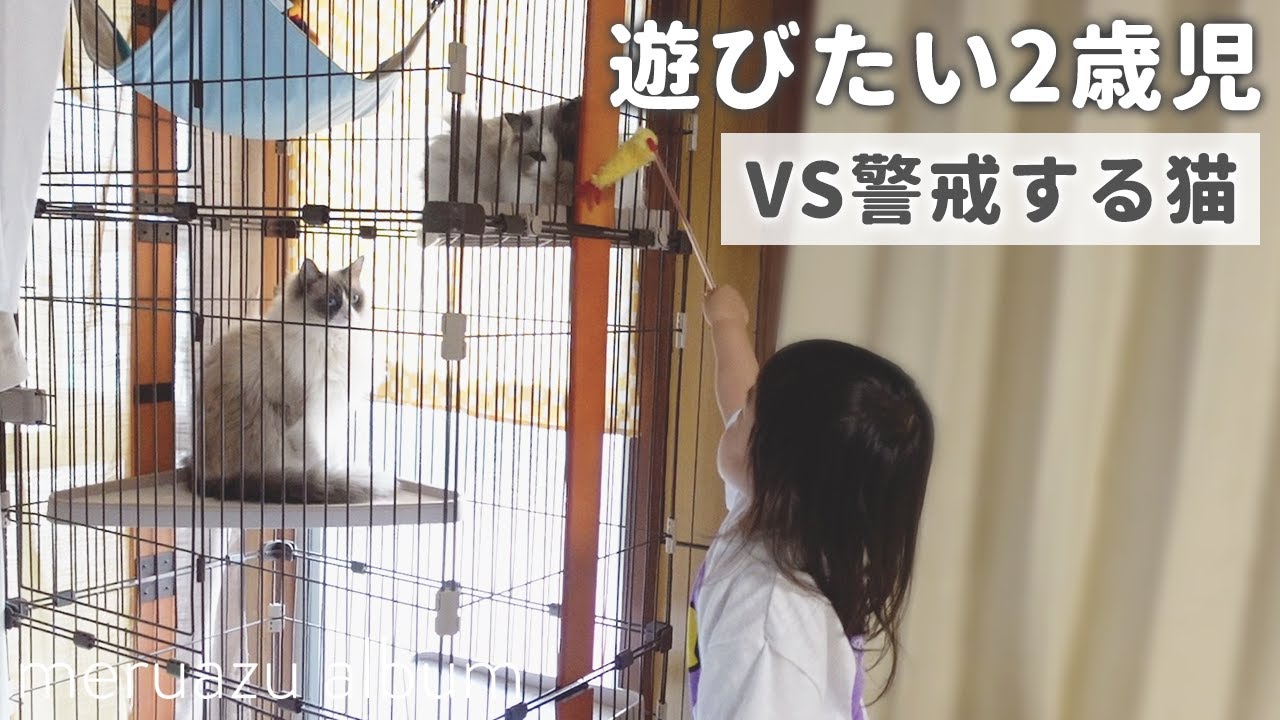 1年ぶりに2歳児と対面したラグドールの反応がこちらです…