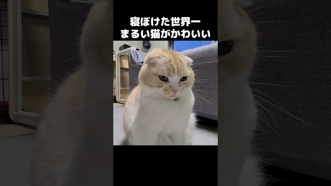 寝ぼけた世界一まるい猫がかわいい...#shorts