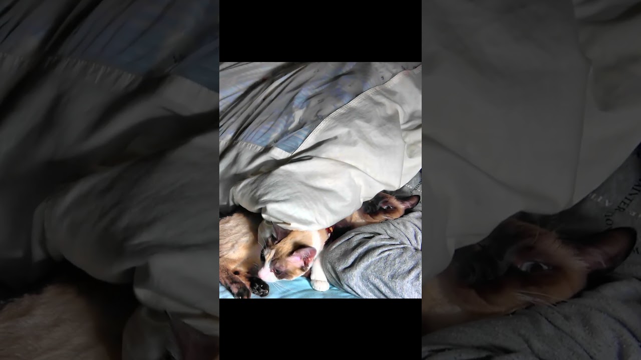 飼い主のイビキにびっくりして起き上がるシャム猫姉妹 #Shorts