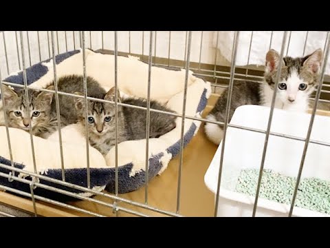 新しく子猫3匹を保護しました