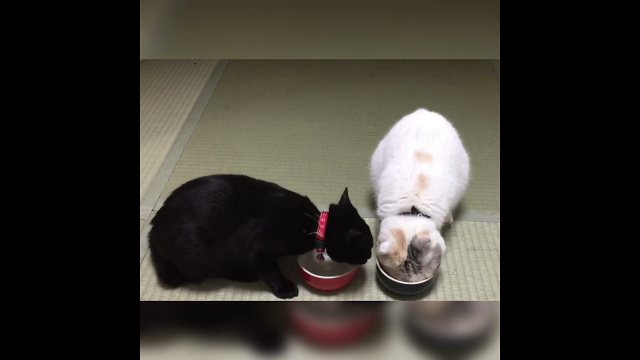 我が家のちゅーるの食べさせ方　#cat #shorts