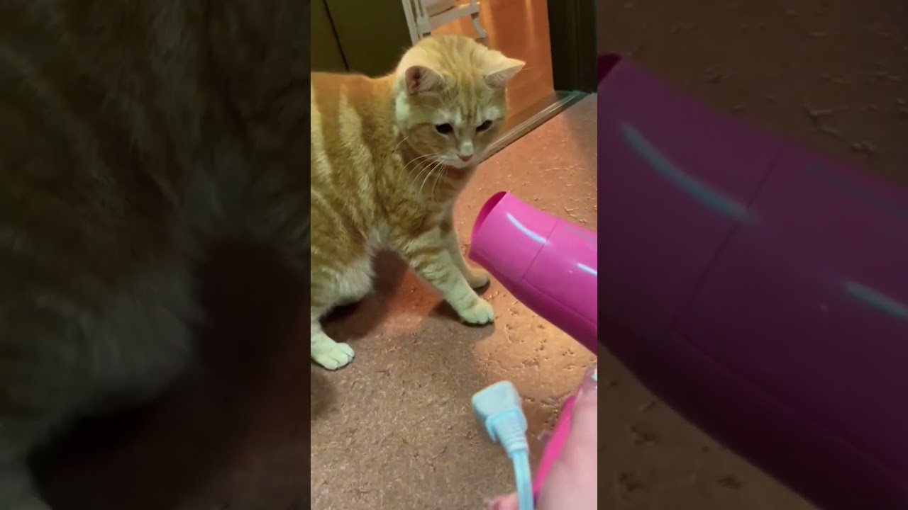 嫌いな物見たさの猫#猫 #猫動画 #cat #ショート #ねこ #猫ショート #ペット  #ネコ #猫のいる暮らし #shorts