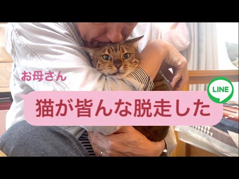 実は実家猫が全員脱走していた事を報告します