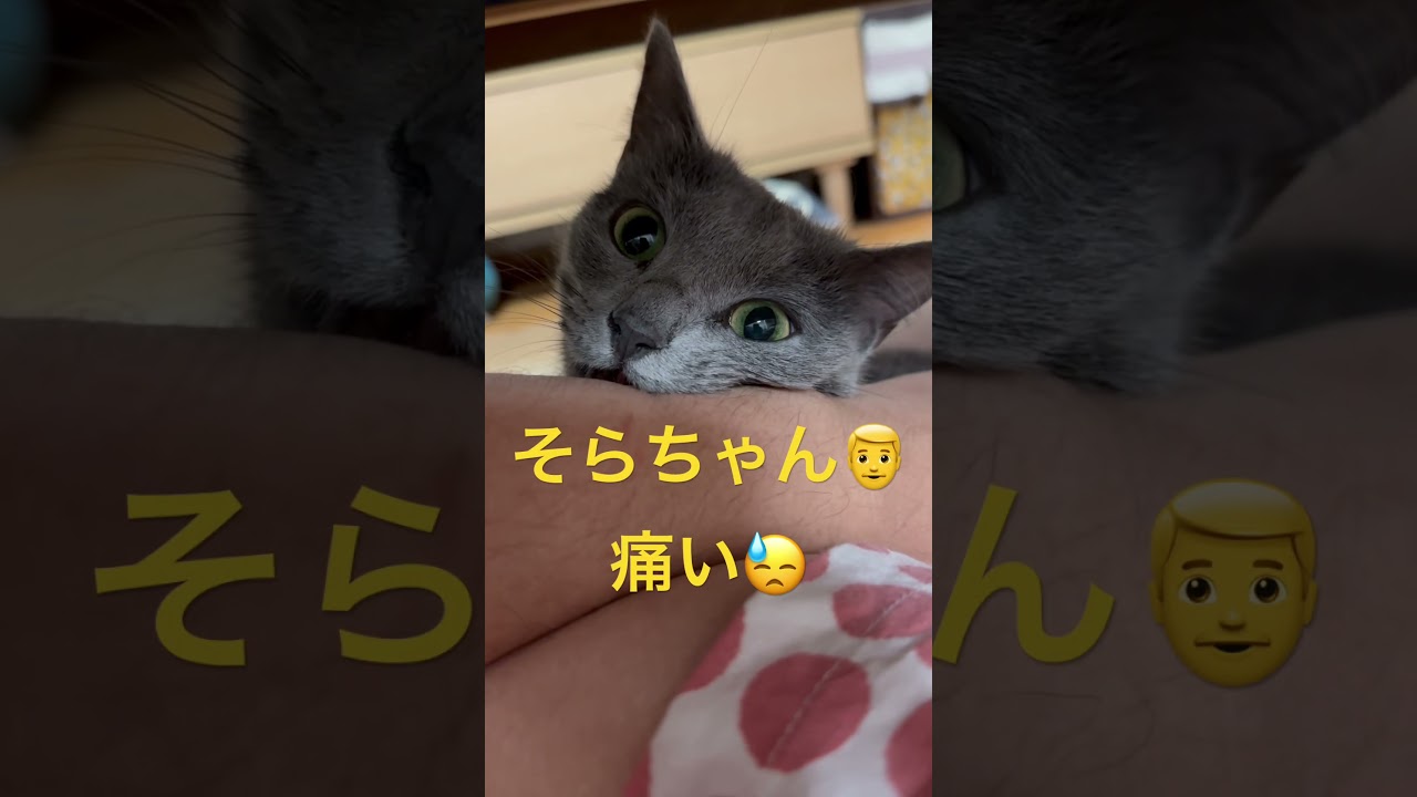 そらちゃんのマジギレ見る？（ロシアンブルー）#shorts