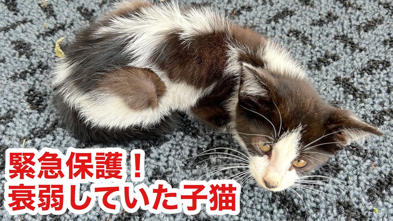 【緊急保護】捨て猫？野良猫？動けない子猫を保護！