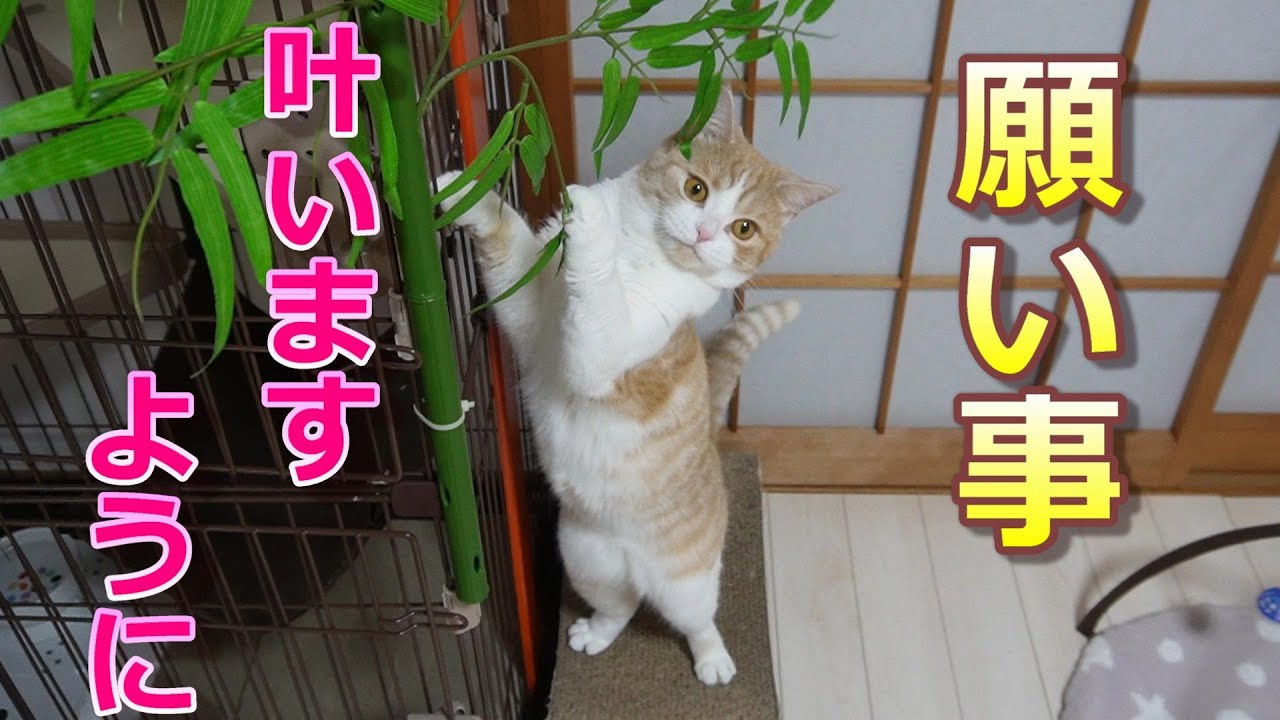 【七夕】愛猫の名前を間違えても願いは叶う!?【スコティッシュフォールド】【アビシニアン】