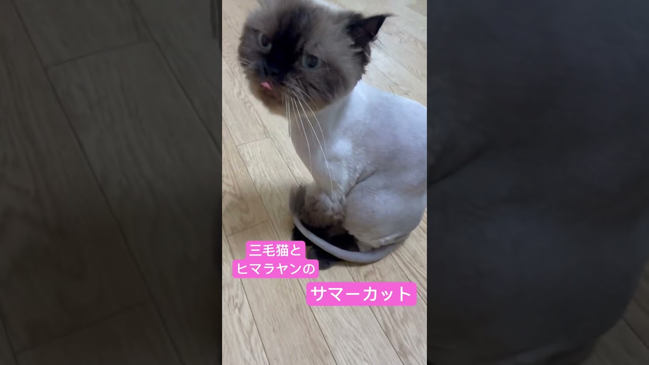 三毛猫とヒマラヤンのサマーカットです。パパママにてカットしました😊　#三毛猫 #ヒマラヤン #猫サマーカット