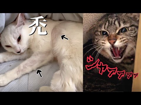 実家に帰ったら猫がハゲ散らかしてるし怒鳴られるし辛過ぎる件