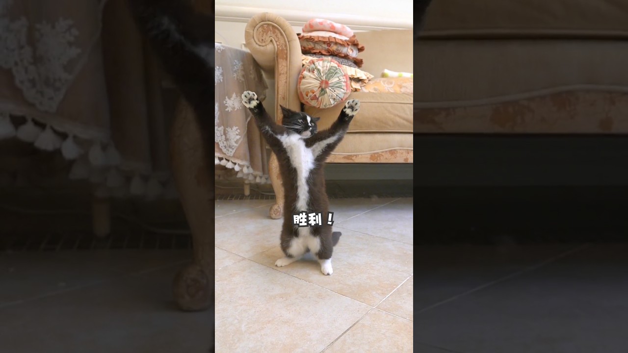 Game Fight Btw Boxer Hen, Fat Brown Cat And Fat Black cato, And the winner is.......?