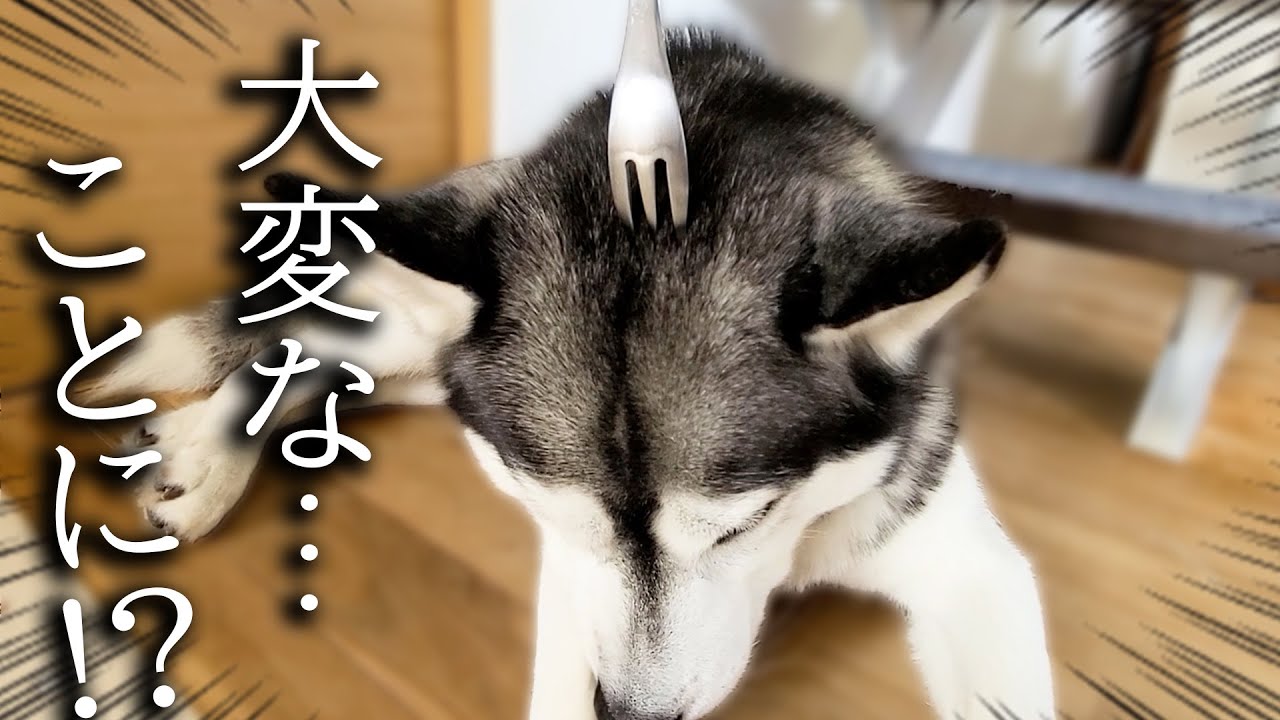 フォークで撫でるとバタバタ眠るらしいので猫と犬に試した結果こうなった