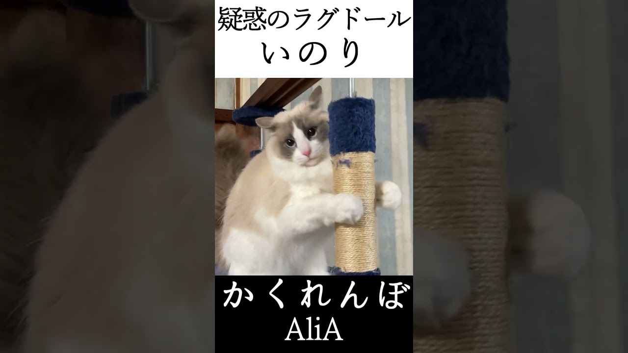 いのりちゃんはラグドールですか？ #shorts #猫 #ラグドール #かくれんぼ #AliA