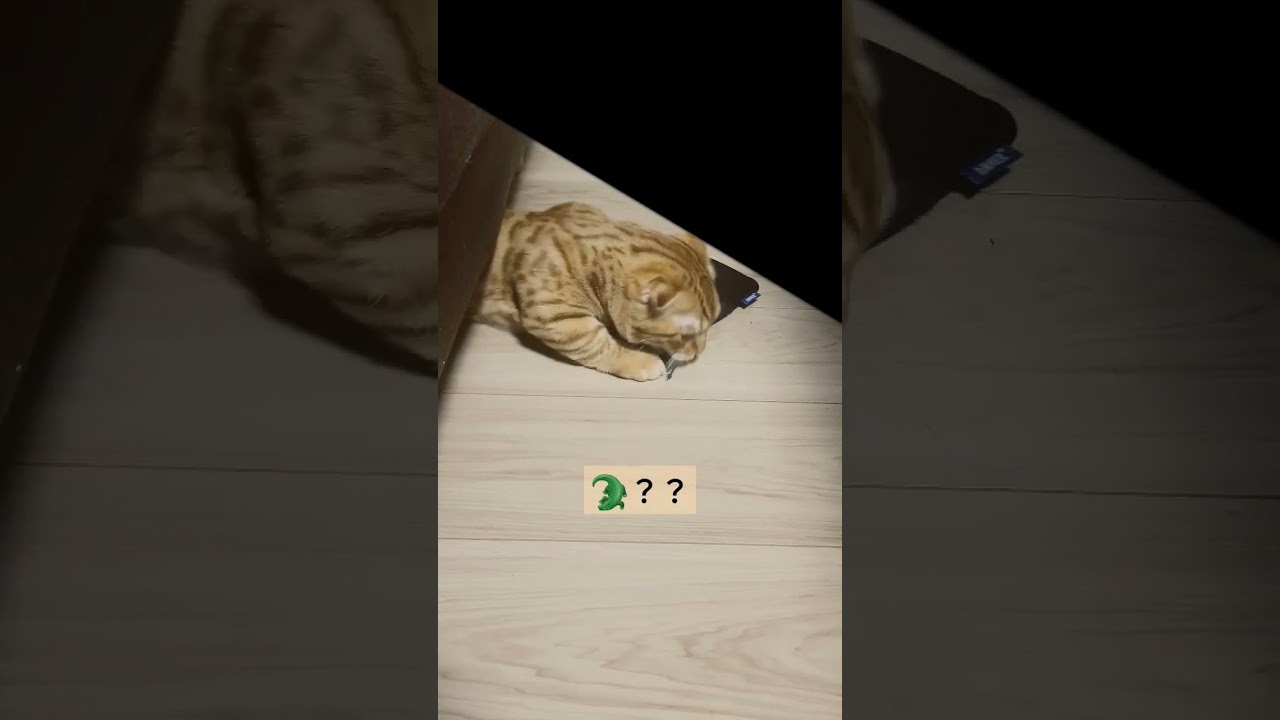 ワニワニパニックみたいな猫【コモドンの観察日記】 #キンカロー #猫 #cat