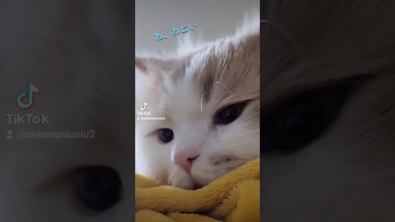寝起きのねこ #ラガマフィン #猫動画 #cat #子猫 #サマーカット