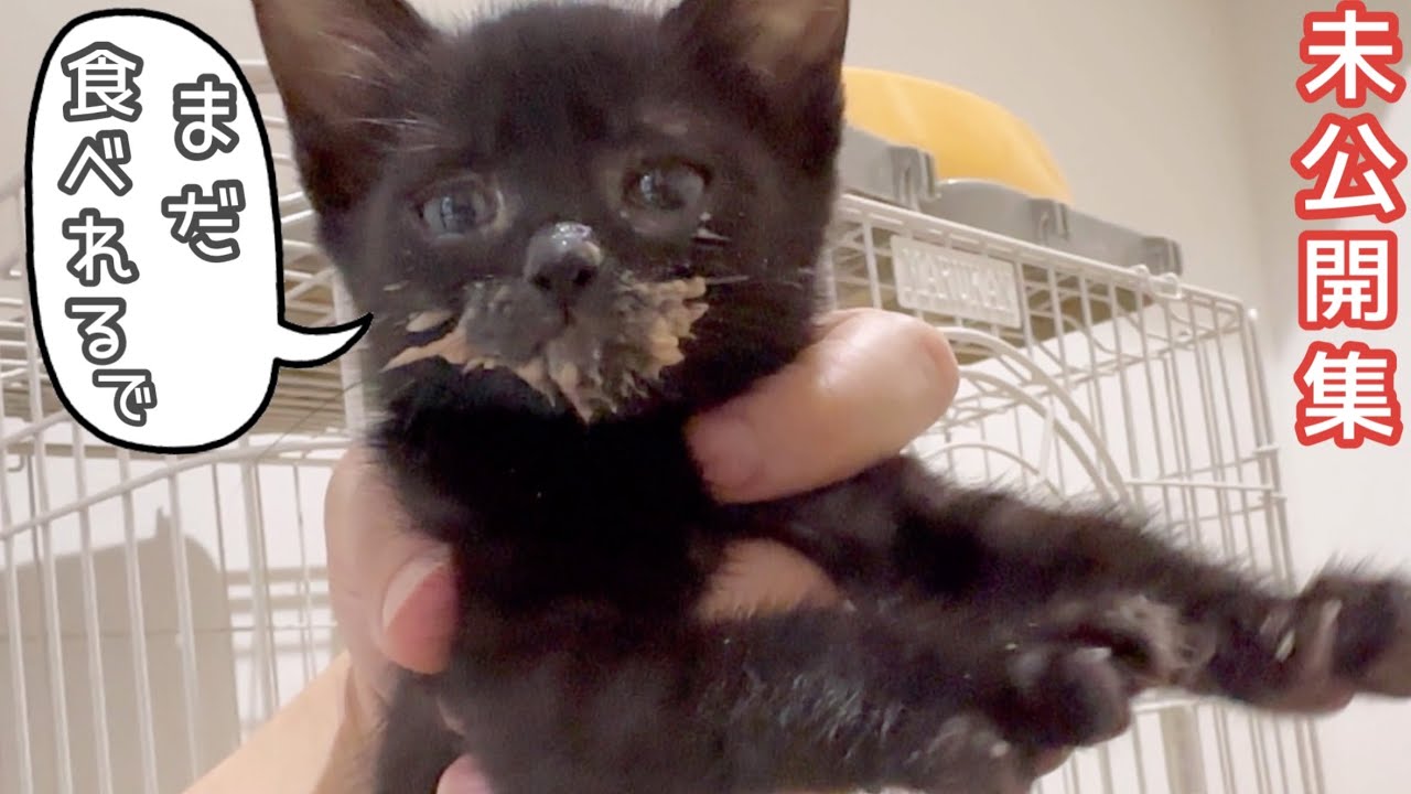 【育ち盛り】子猫の食べっぷりがすごい！【未公開総集編】