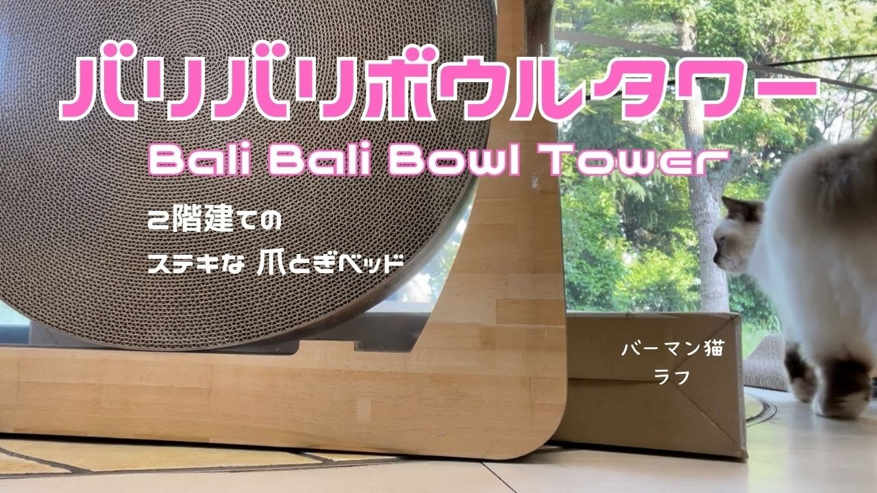 バーマン猫ミカとラフとガブとウリ【バリバリボウルタワー】Bali Bali Bowl Tower（バーマン猫）Birman/Cat