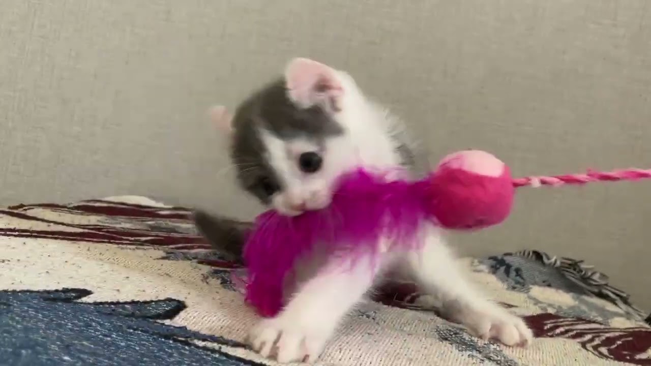 アメリカンカール 可愛い男の子