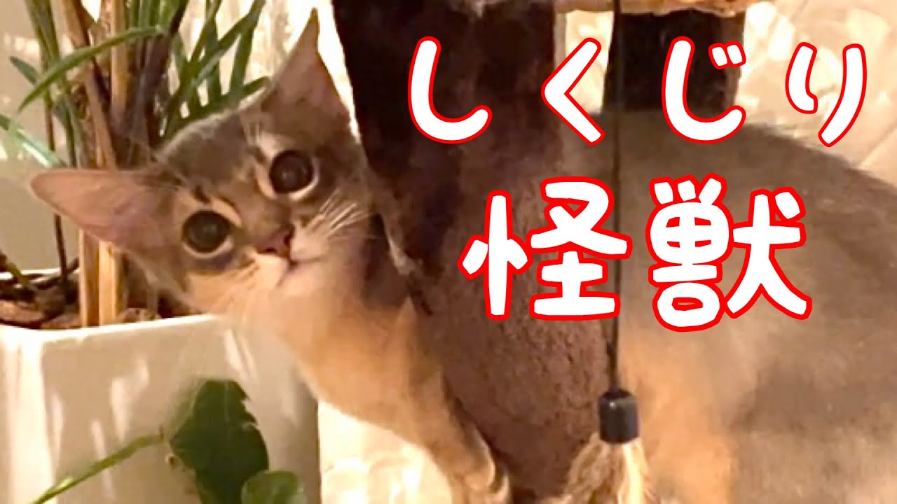 【癒し閲覧注意】しくじり先生の僕…頑張ってます❣️【ソマリ】