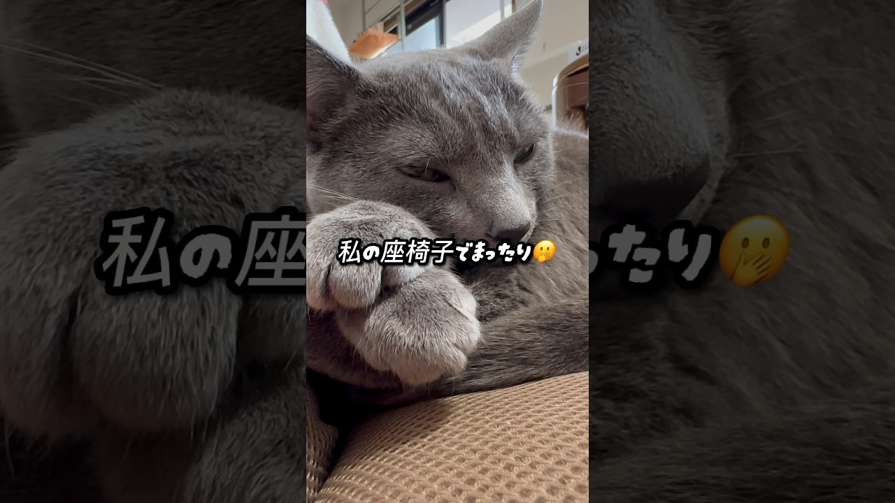 【ロシアンブルー】めろん、そこ私の寛ぎ場所〜😂何時間おるん😂【猫】#shorts