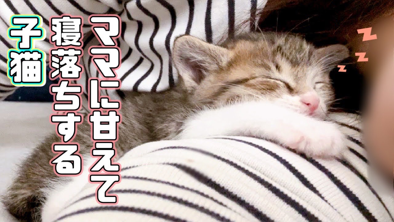 【保護猫】ご飯を食べた後、ママの所に甘えに来て寝落ちしちゃう子猫