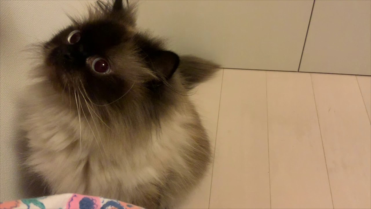 夕食を監視するヒマラヤン
