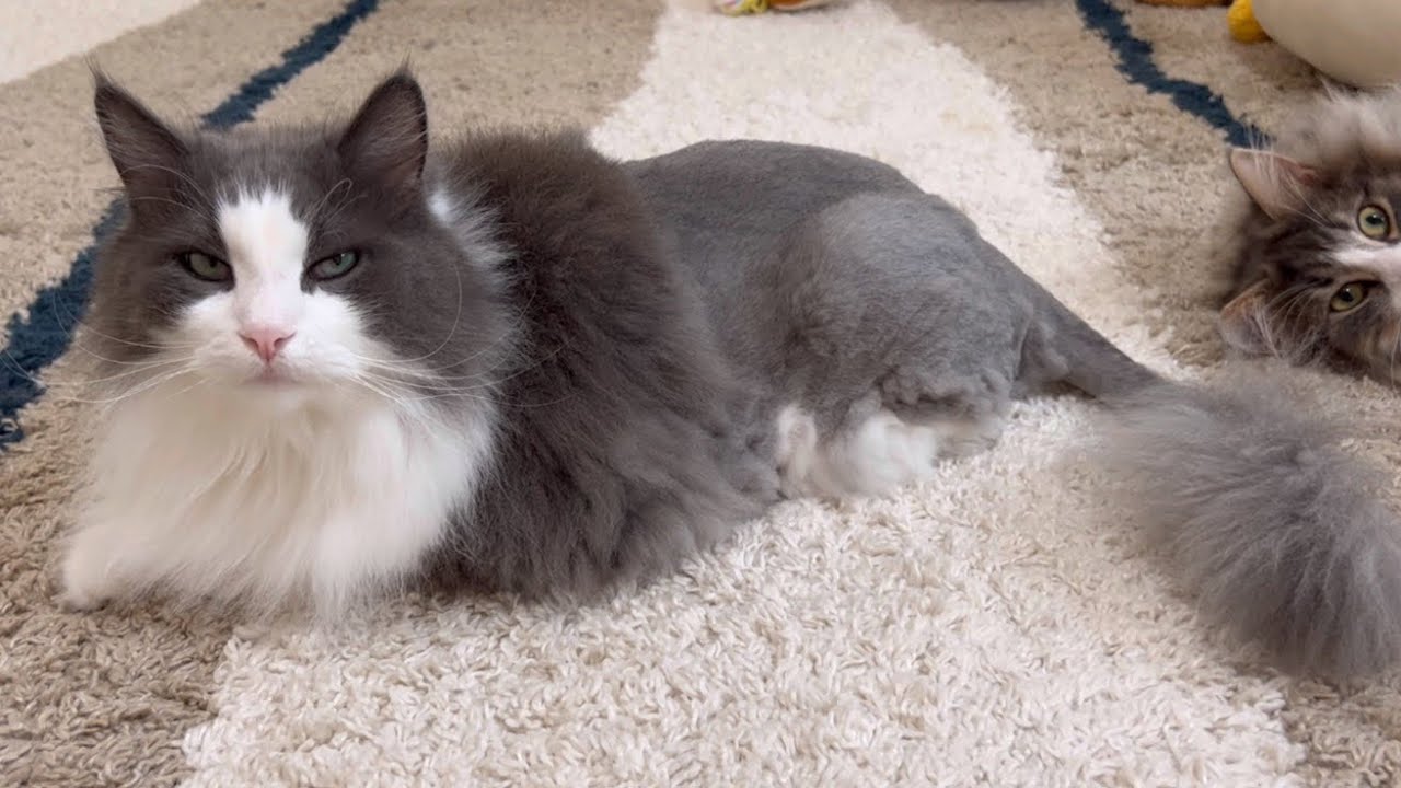 【報告】ノルウェージャンフォレストキャットのシャールくん、カットしました