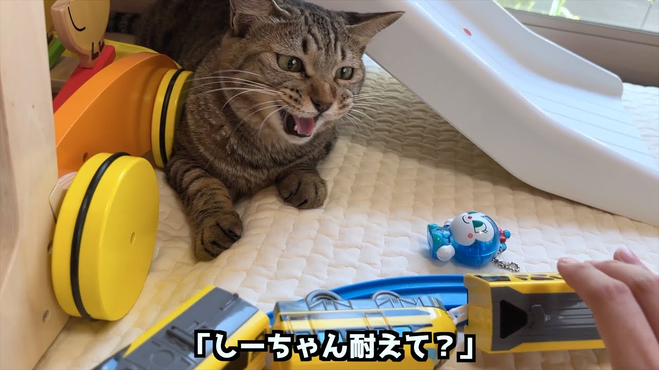 電車を脱線させた後、猫の行動が・・・