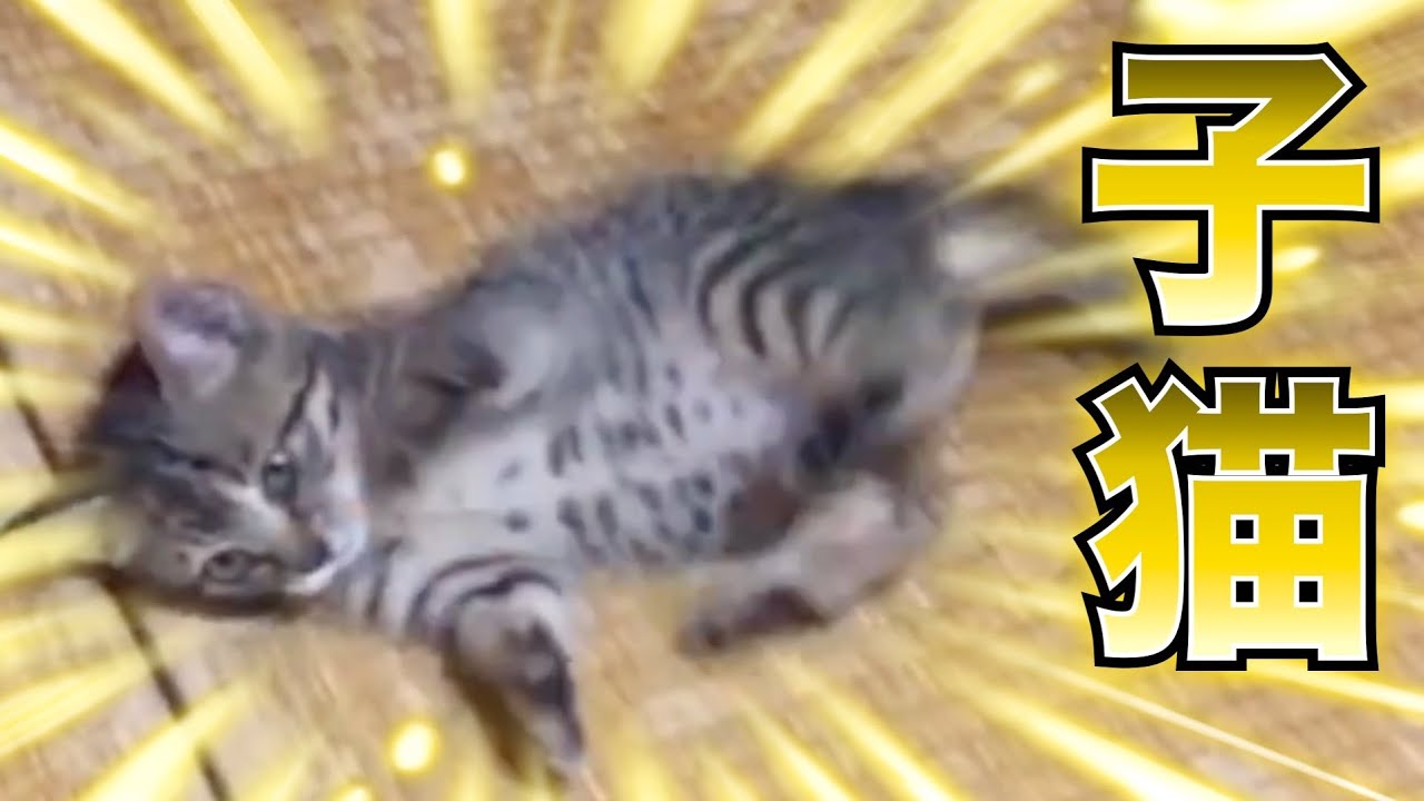 子猫が我が家にやってきて８年... 成長した姿がヤバすぎた...
