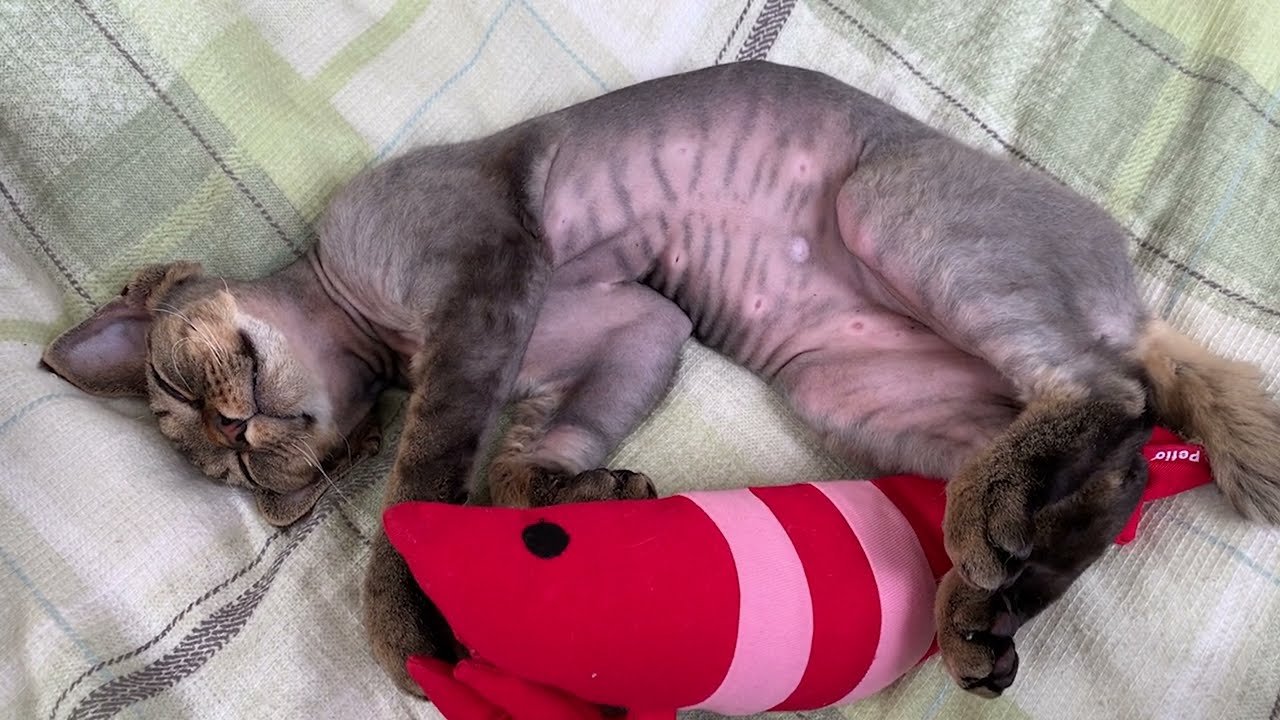 デボンレックス子猫がエビさんとお昼寝しています(Devon Rex kitten taking a nap with a lobster- shaped toy)