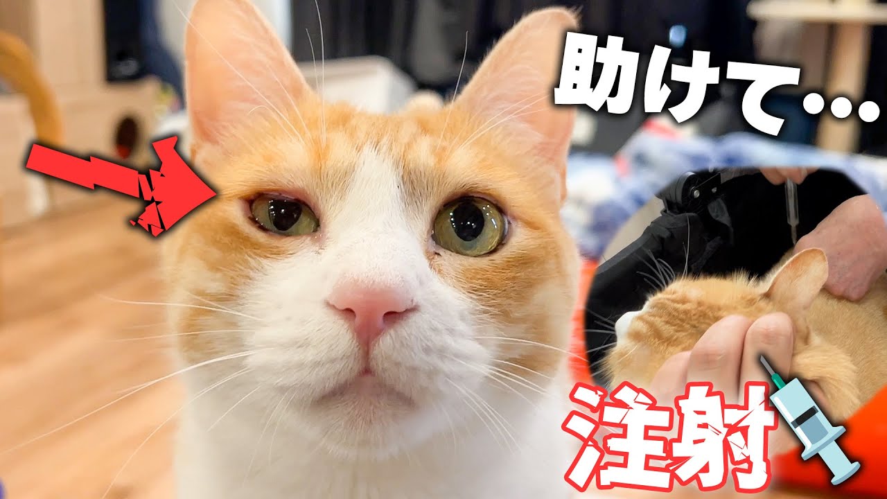 目がぐちゃぐちゃになってしまった猫を病院に連行して注射をぶっ刺してもらいました