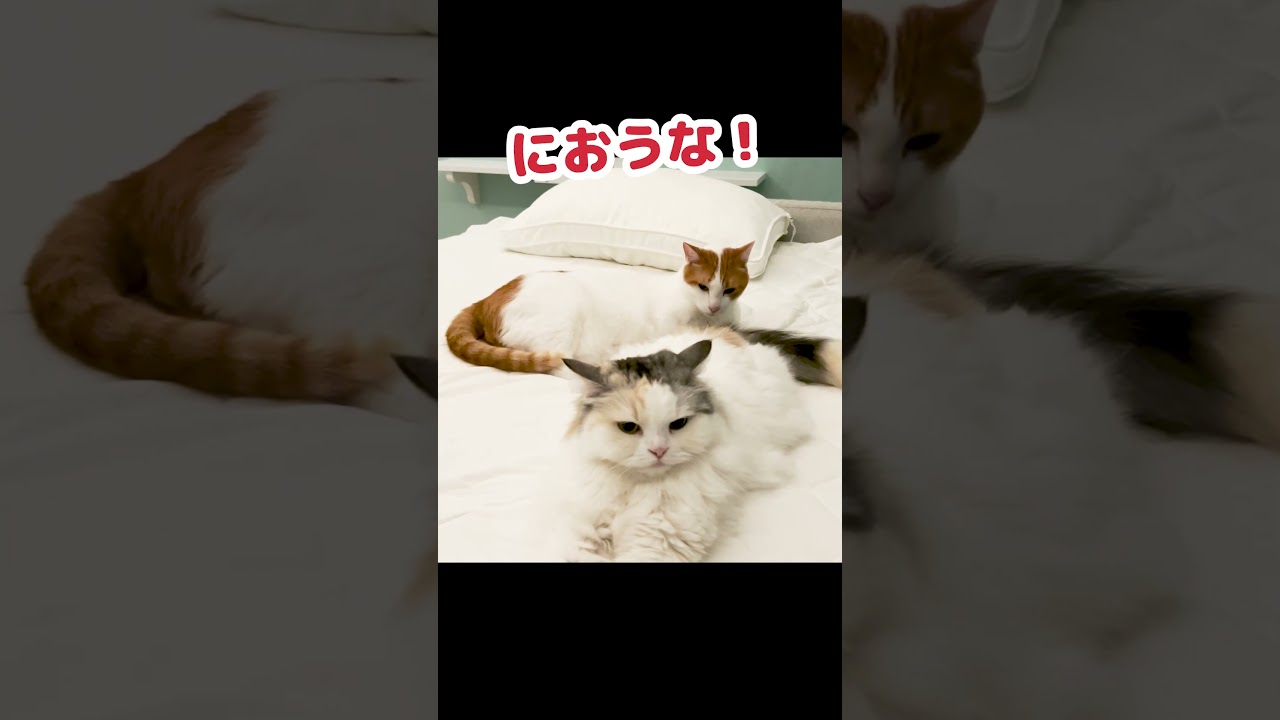 真夏にマフラーをプレゼントする猫 #Shorts