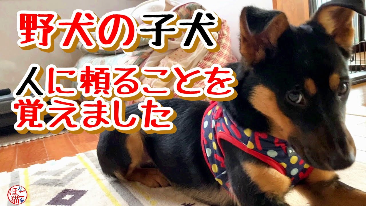 【子猫　保護犬 野犬】野犬の子犬、寂しくて人に頼ることを覚えました
