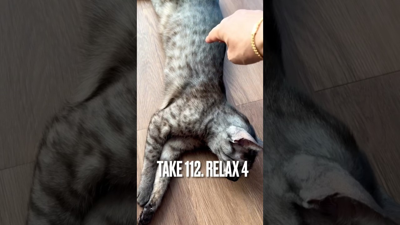 #匍匐前進 #リラックス #リラックスヨガ #まったり猫 #エジプシャンマウ #猫 #ねこ #かわいい猫動画 #のびのび#shorts