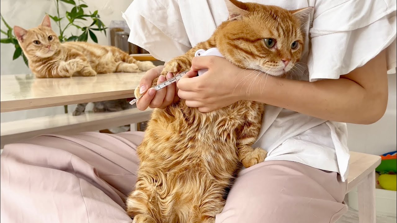 ねこもふファミリーの足の長さが遂に判明！