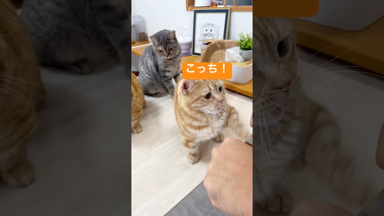 『おやつは右左どっち！？』って言われると思わず返事をしちゃうマンチカンのちゃーぼーがかわいすぎる！【猫の鳴き声】 #shorts