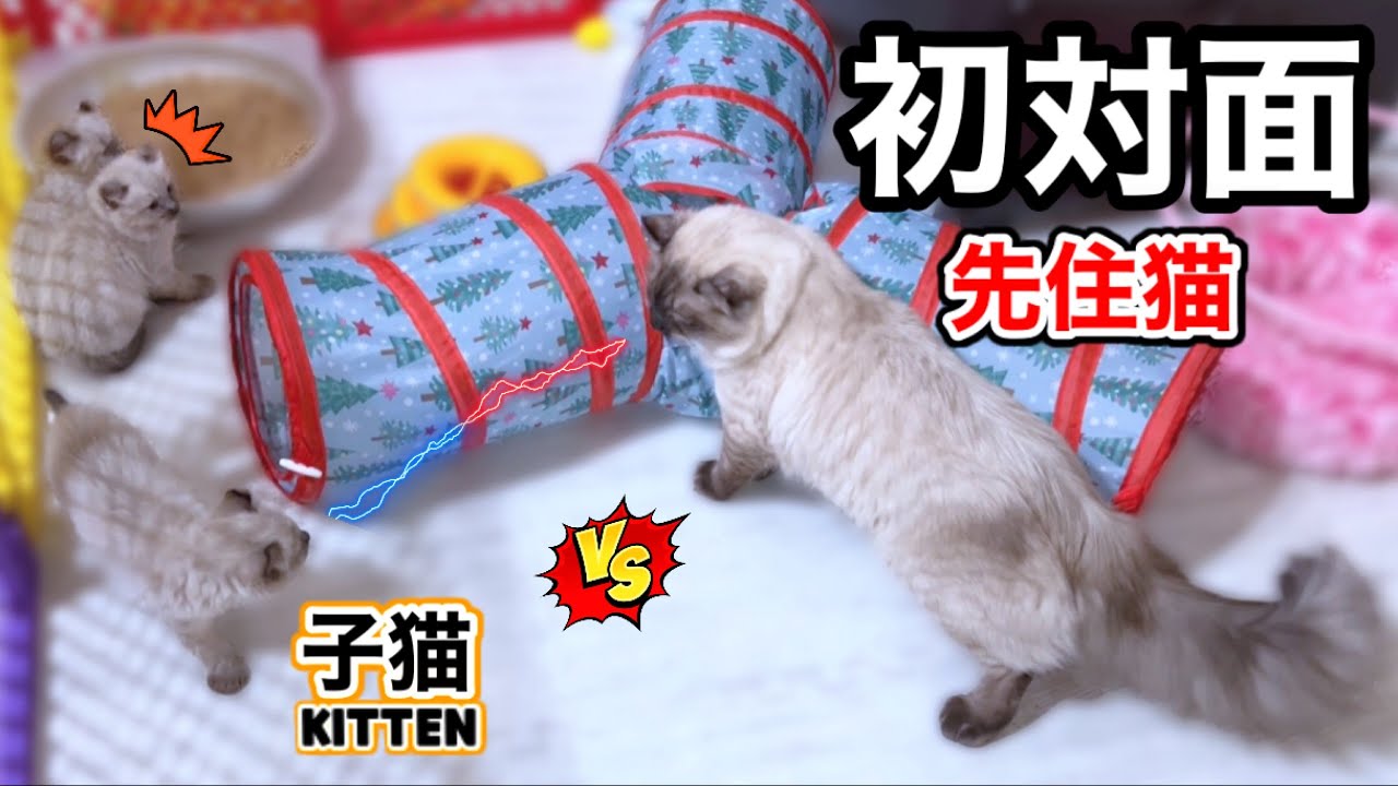 【😿愛猫達と翌日お別れ】先住猫とそり耳子猫達が初めて対面したらこうなりました🙀【オオヤマネコのママと幸せのおっぱい癒しタイム】