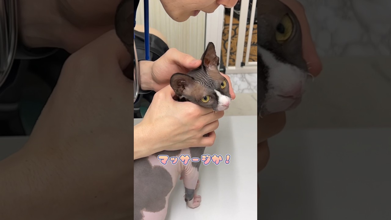 マッサージされ過ぎてキレるスフィンクス