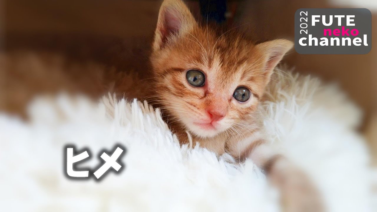 ヒメ卒業【保護子猫】