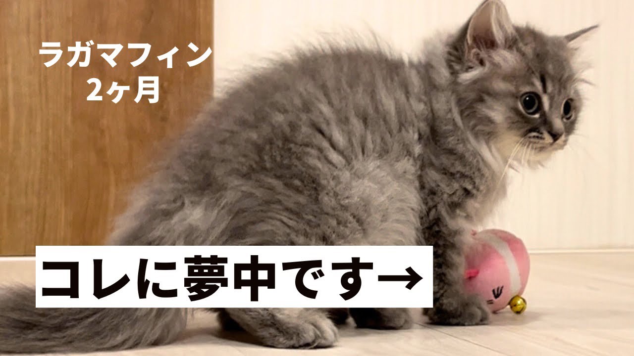 2ヶ月の子猫が夢中なおもちゃがこちらです。【ラガマフィンのつまみ】