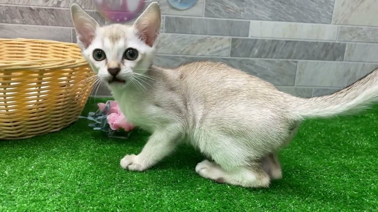 多治見店　シンガプーラ　2304260