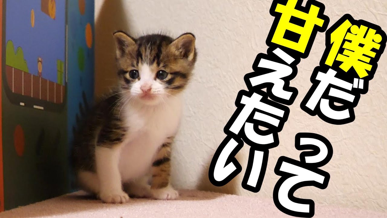僕だって甘えたいんだよと、いじける子猫【赤ちゃん猫　保護猫】